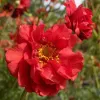 Geum-chiloense-Mrs-Bradshaw